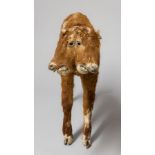 A MID 20TH CENTURY TAXIDERMY TWO HEADED CALF From the USA, C1950. (h 56cm x w 91cm x d 22cm)