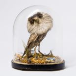 A LATE 19TH CENTURY TAXIDERMY RUFF UNDER GLASS DOME Mounted in a naturalistic setting. (h 34cm x w