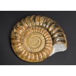 A LARGE AMMONITE FOSSIL (PARACORONICERAS SP) Found at Stonebarrow, Dorset, UK, Jurassic Period,