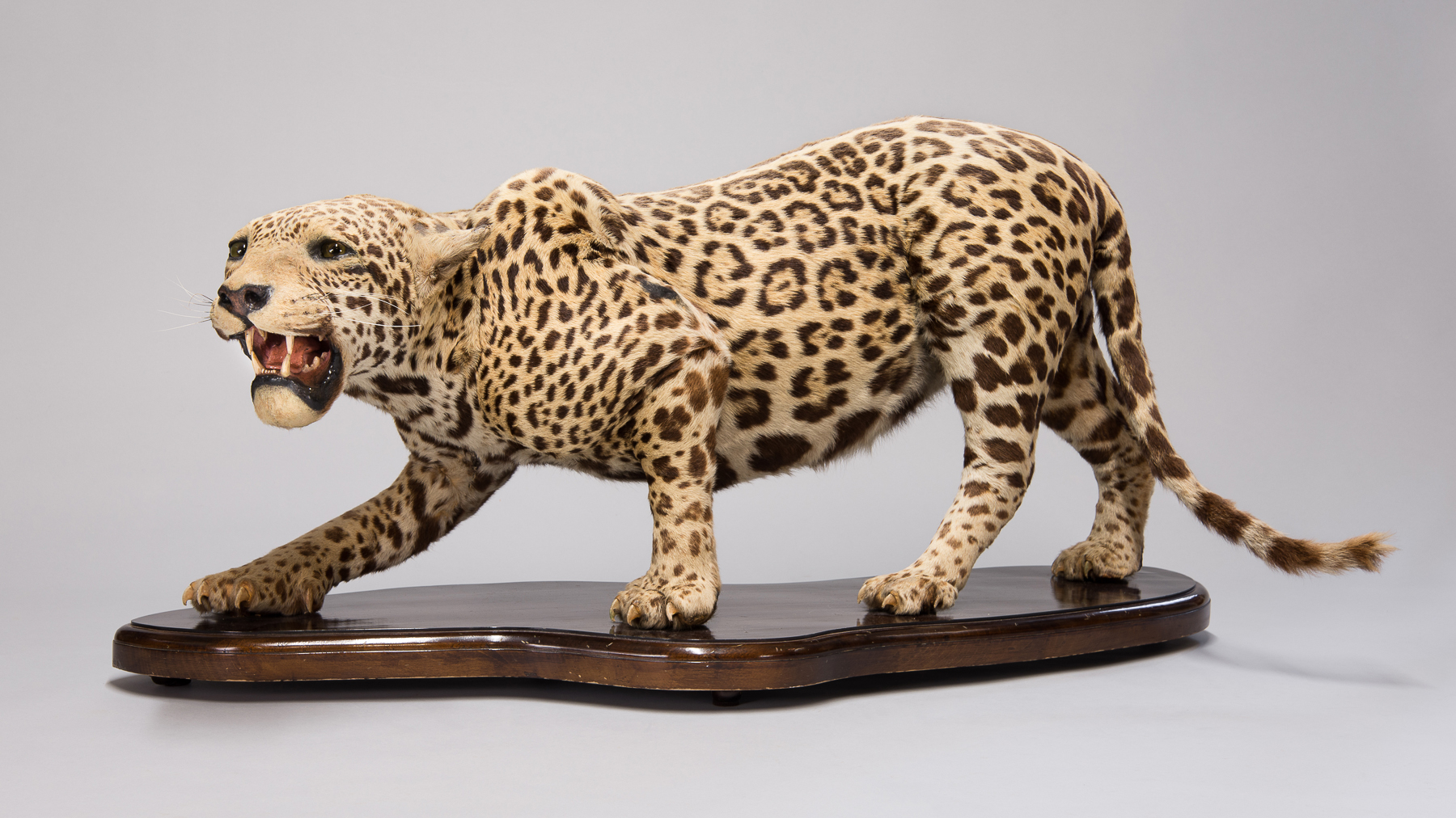 EDWARD GERRARD & SONS, A LATE 19TH/EARLY 20TH CENTURY TAXIDERMY FULL MOUNT JAGUAR Rare specimen,