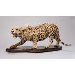 EDWARD GERRARD & SONS, A LATE 19TH/EARLY 20TH CENTURY TAXIDERMY FULL MOUNT JAGUAR Rare specimen,