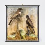 A LATE 19TH CENTURY TAXIDERMY PAIR OF RING OUZELS Mounted in a glazed case with a naturalistic