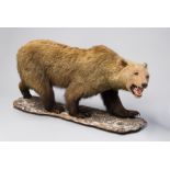 A 19TH CENTURY TAXIDERMY FULL MOUNT GRIZZLY BEAR Mounted on original naturalistic base. (h 74cm x