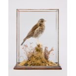 A LATE 20TH CENTURY TAXIDERMY CASED FIELDFARE Mounted in a naturalistic setting. (h 38cm x w 28cm