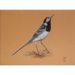 K.J. WOOD, A 20TH CENTURY WATERCOLOUR Study of a bird, titled 'Pied Wagtail', signed lower right ‘KJ