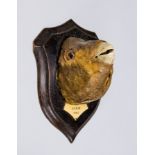 A 20TH CENTURY TAXIDERMY PARROTFISH HEAD MOUNTED ON OAK SHIELD The plaque inscribed ‘SPAIN 1960’. (h