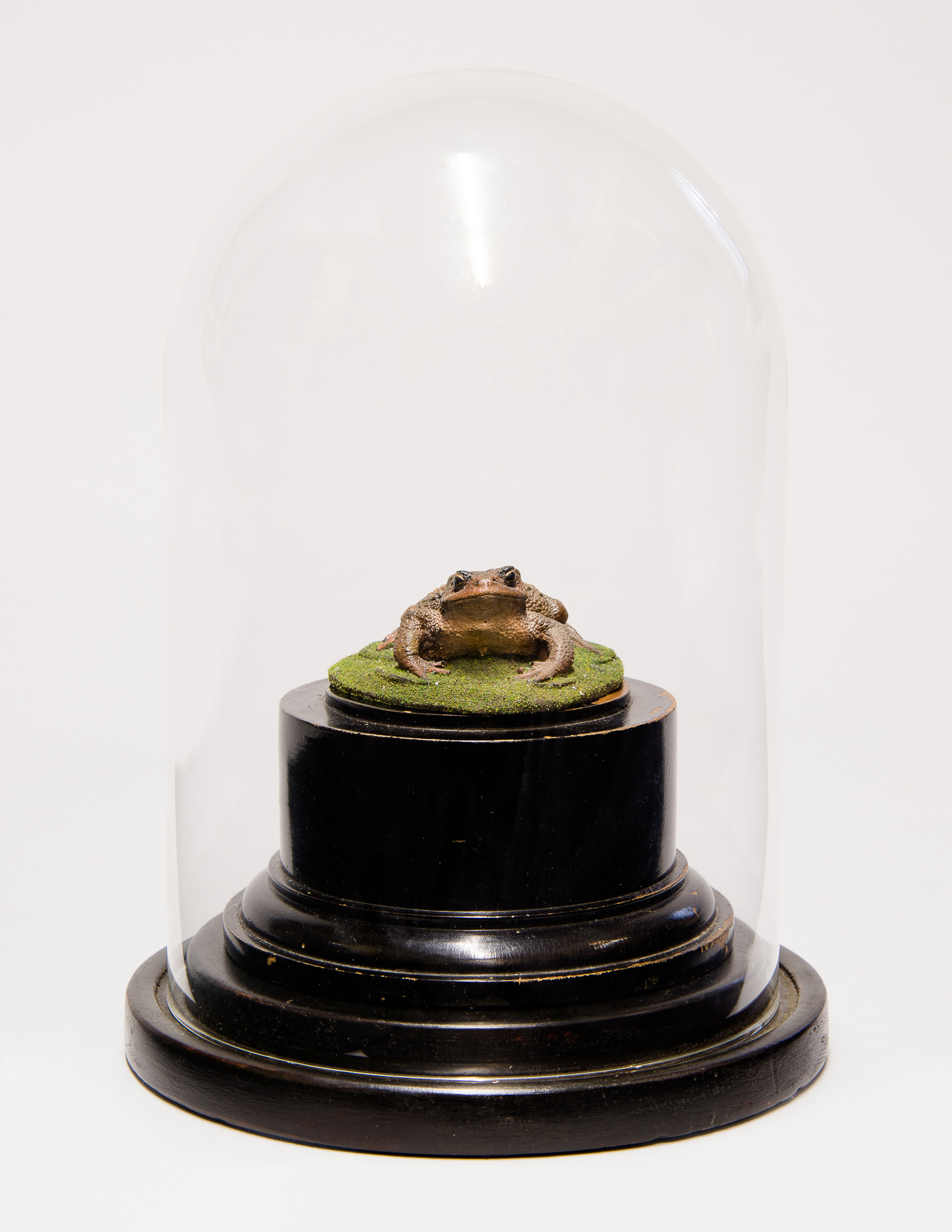 A HAND PAINTED LIFE CAST OF A COMMON TOAD ON AN EBONISED VICTORIAN PLINTH UNDER GLASS DOME. (h