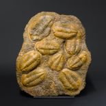 A LARGE TRILOBITE FOSSIL GROUP PLAQUE Morocco, Anti-Atlas Mountains, Cambrian period, 505-516