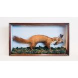 A LATE 19TH CENTURY TAXIDERMY CASED PINE MARTEN WITH CUCKOO PREY IN NATURALISTIC SETTING. (h 47cm