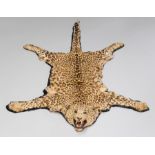 A LATE 19TH/EARLY 20TH CENTURY TAXIDERMY LEOPARD SKIN RUG WITH MOUNTED HEAD AND THICK WINTER