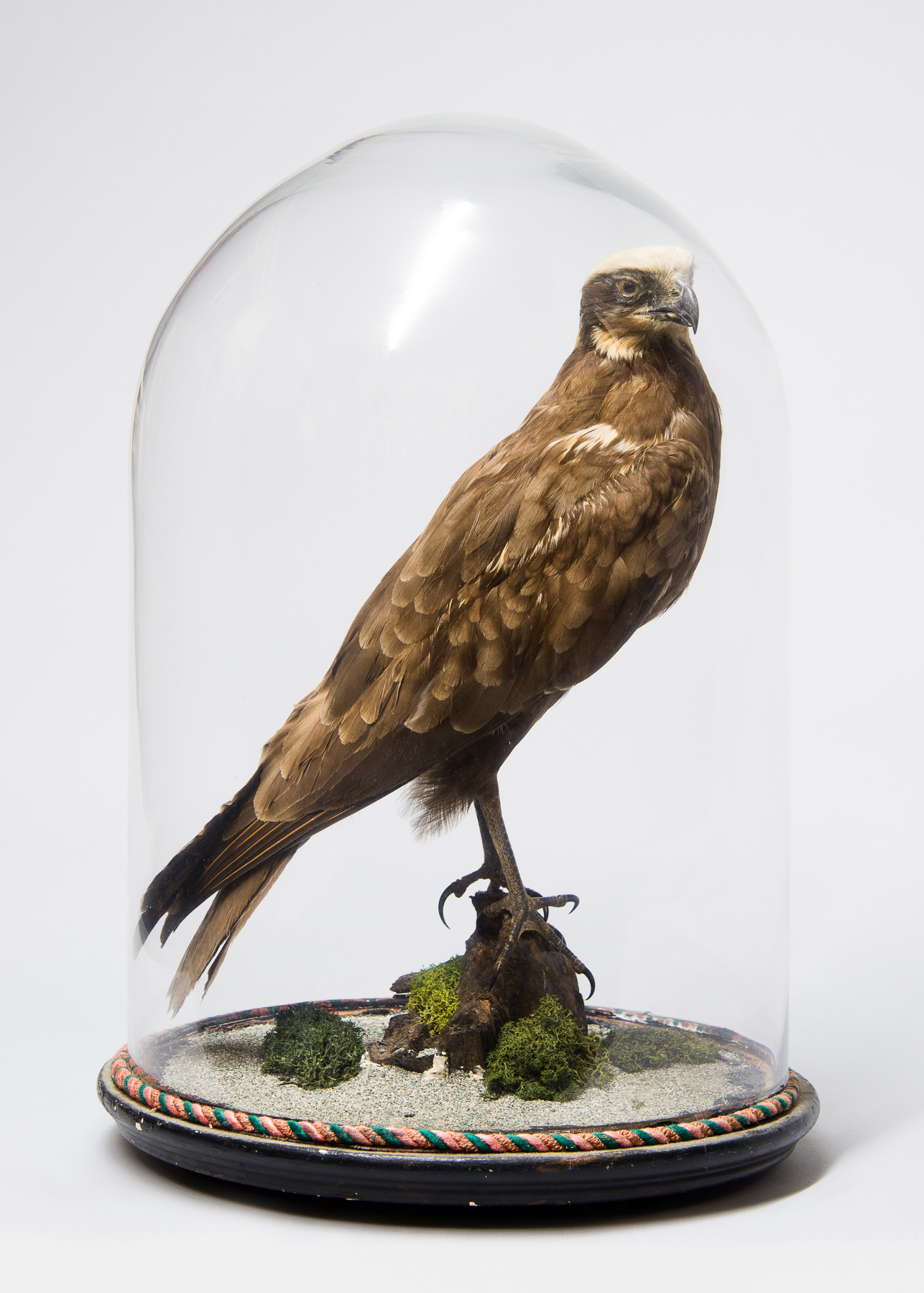 A LATE 19TH CENTURY TAXIDERMY MARSH HARRIER UNDER GLASS DOME Re-cased with modern groundwork. (h