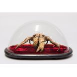 A GIANT COCONUT CRAB UNDER VICTORIAN GLASS DOME. (h 23cm x w 43cm x d 22cm)