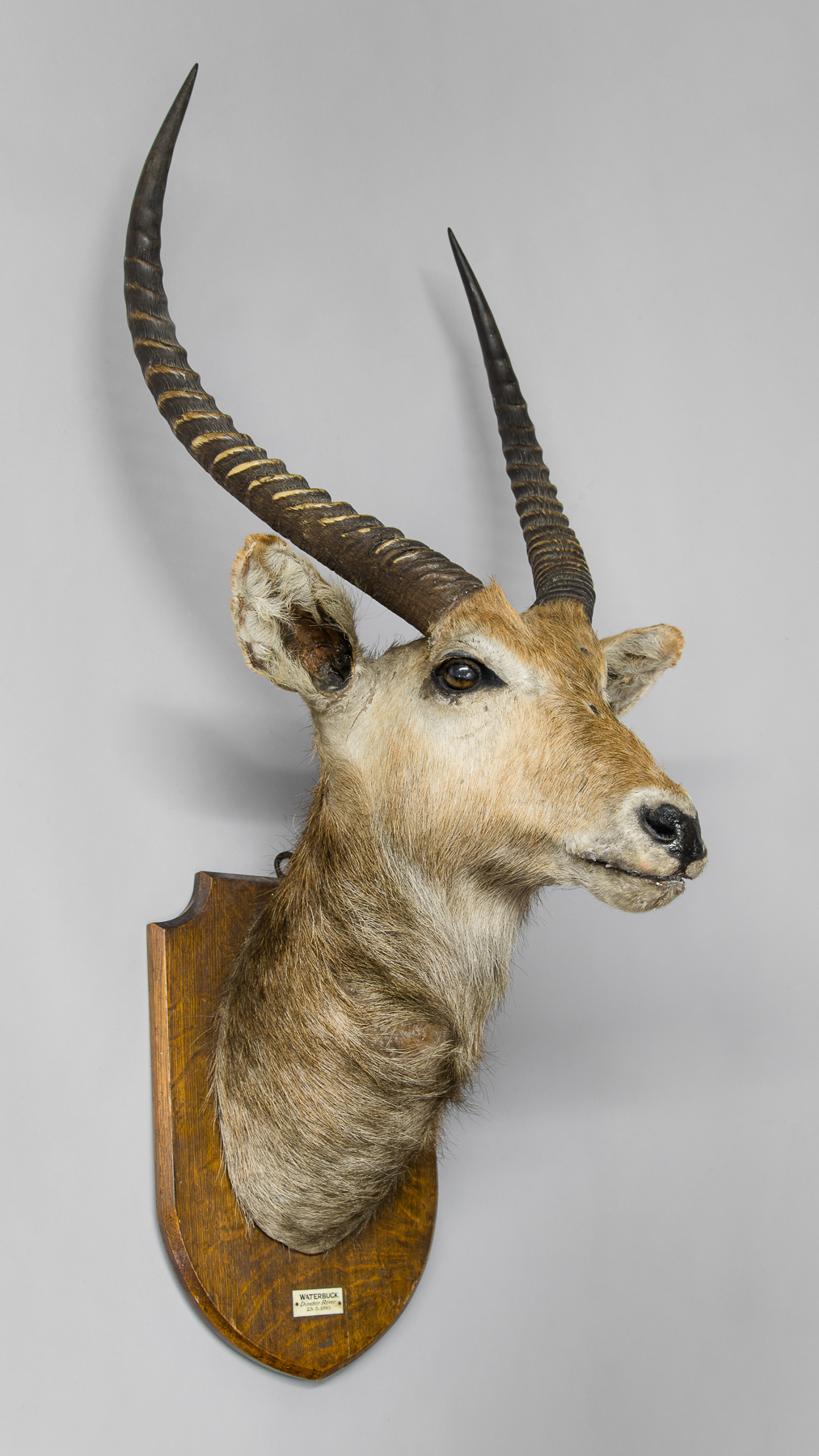 EDWARD GERRARD & SONS, AN EARLY 20TH CENTURY TAXIDERMY WATERBUCK HEAD ON OAK SHIELD. (h 128cm x w