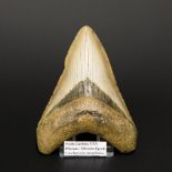 A LARGE MEGALODON TOOTH From North Carolina, 2.6 - 23 million years old. (10.16cm)