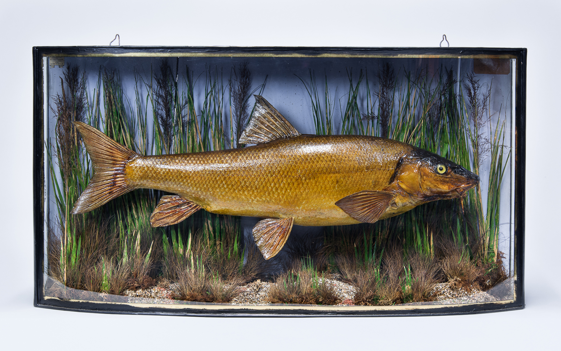 A LATE 19TH CENTURY TAXIDERMY CASED BARBEL Mounted in a naturalistic scene, C1893. (h 41.5cm x w