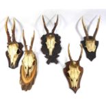 TAXIDERMY, FIVE 20TH CENTURY GERMAN MOUNTED ROE DEER SKULLS To include one with a carved mount,