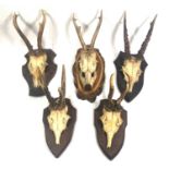 TAXIDERMY, FIVE 20TH CENTURY GERMAN MOUNTED ROE DEER SKULLS To include one example with jaw bones