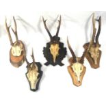 TAXIDERMY, FIVE 20TH CENTURY GERMAN MOUNTED ROE DEER SKULLS To include one example with jaw bone