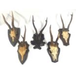 TAXIDERMY, FIVE 20TH CENTURY GERMAN MOUNTED ROE DEER SKULLS Four with shield shaped mounts, one