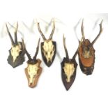 TAXIDERMY, FIVE 20TH CENTURY GERMAN MOUNTED ROE DEER SKULLS To include one example with jaw bone