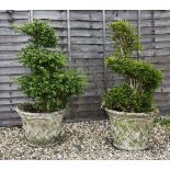 A pair of composition planters,planted with box,approximately 130cm high (2)