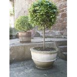 A large composition planter and bay tree,planter 67cm diameterapproximately 170cm high in total