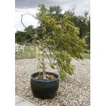 A modern glazed pottery planter,containing a weeping tree,planter 63cm diameterapproximately 200cm