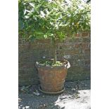 A moulded terracotta planter and bay tree,130cm high