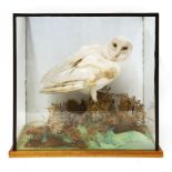 Taxidermy, a barn owl perched on a tree stump, in a modern case, 44.5cm highProvenance: The