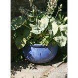 A glazed pottery planter, planted with a large hosta, planter 50cm diameter, together with two