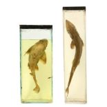 A DOGFISH AND NORTH AMERICAN STURGEON,20th century, a dogfish and sturgeon specimen in liquid