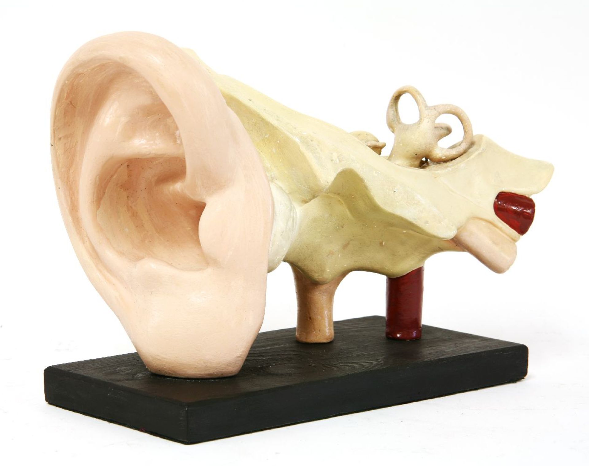 HUMAN EAR,20th century, an anatomical model of a human ear, mounted on a wooden base, dome 23cm