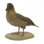 SOOTY ALBATROSS,modern, a standing taxidermy sooty albatross (Phoebetria fusca) mounted on a