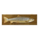 SCOTTISH BROWN TROUT,an hand carved and painted wooden commemorative trophy plaque, 'Brown Trout,