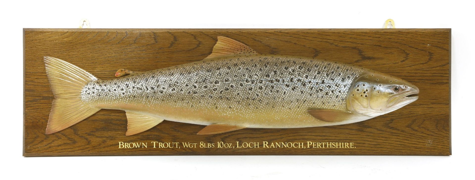 SCOTTISH BROWN TROUT,an hand carved and painted wooden commemorative trophy plaque, 'Brown Trout,