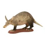 AN AARDVARK,modern, a rare standing taxidermy aardvark (Orycteropus afer) mounted on a