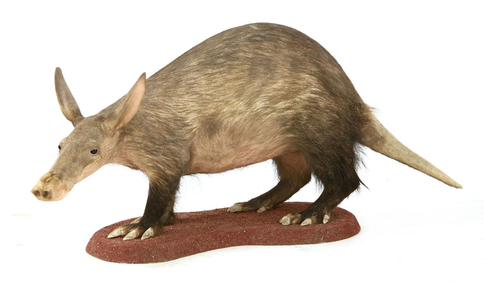 AN AARDVARK,modern, a rare standing taxidermy aardvark (Orycteropus afer) mounted on a