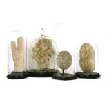 CORAL SPECIMENS, ¨early 20th century, a group of four coral specimens, each under a glass dome,