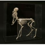 A CENTAUR SKELETON, ¨late 20th century, a stunning centaur skeleton, mounted in a rectangular