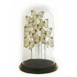BUTTERFLIES,modern, a round glass dome containing a beautiful display of nine identical butterflies,