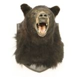 BLACK BEAR, ¨20th century, a black bear (Ursus americanus) taxidermy head mount on a shield,45cm