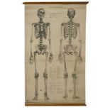 MALE SKELETON,1968, a large anatomical medical chart, 'Prepared male skeleton - age at death -