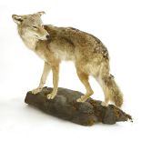 A COYOTE,late 20th century, a standing taxidermy Coyote mounted on a naturalistic base, 75 x 84cm