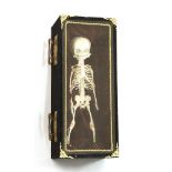 A CHILD'S SKELETON IN A COFFIN,late 20th century, a macabre, hoax Victorian-style coffin/case,