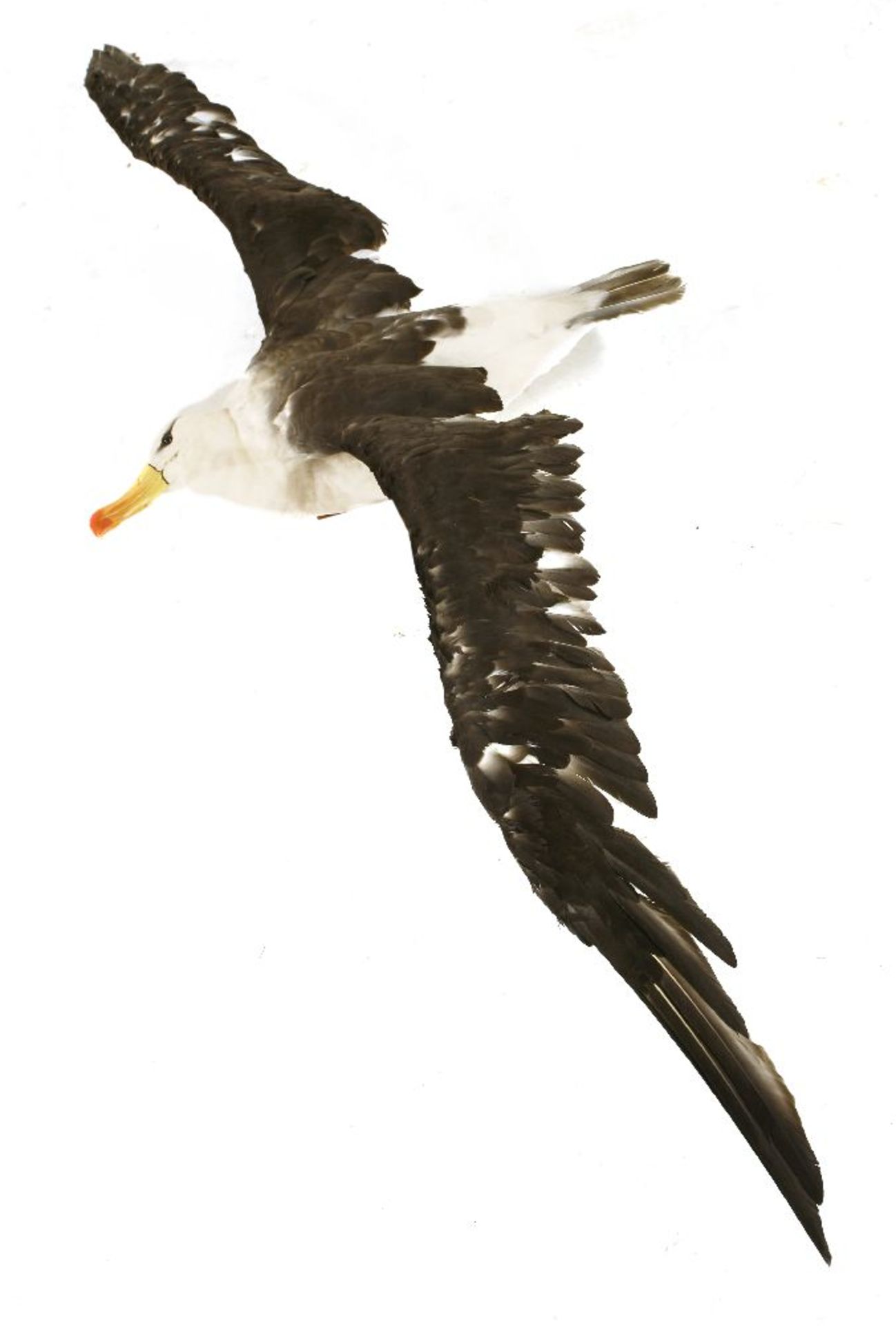 ALBATROSS,20th century, a stunning taxidermy flying black-browed albatross (Thalassarche