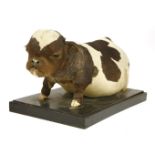 FREAK BULLDOG CALF,late 19th century, a rare Victorian taxidermy bulldog calf, mounted in a standing