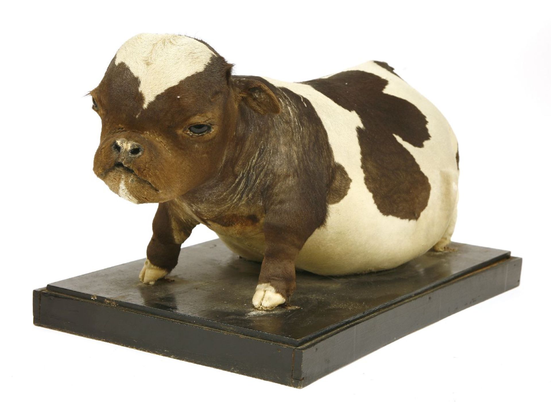 FREAK BULLDOG CALF,late 19th century, a rare Victorian taxidermy bulldog calf, mounted in a standing