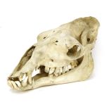 A CAMEL SKULL,19th century, a camel (Camelus bactrianus) skull,47cm long