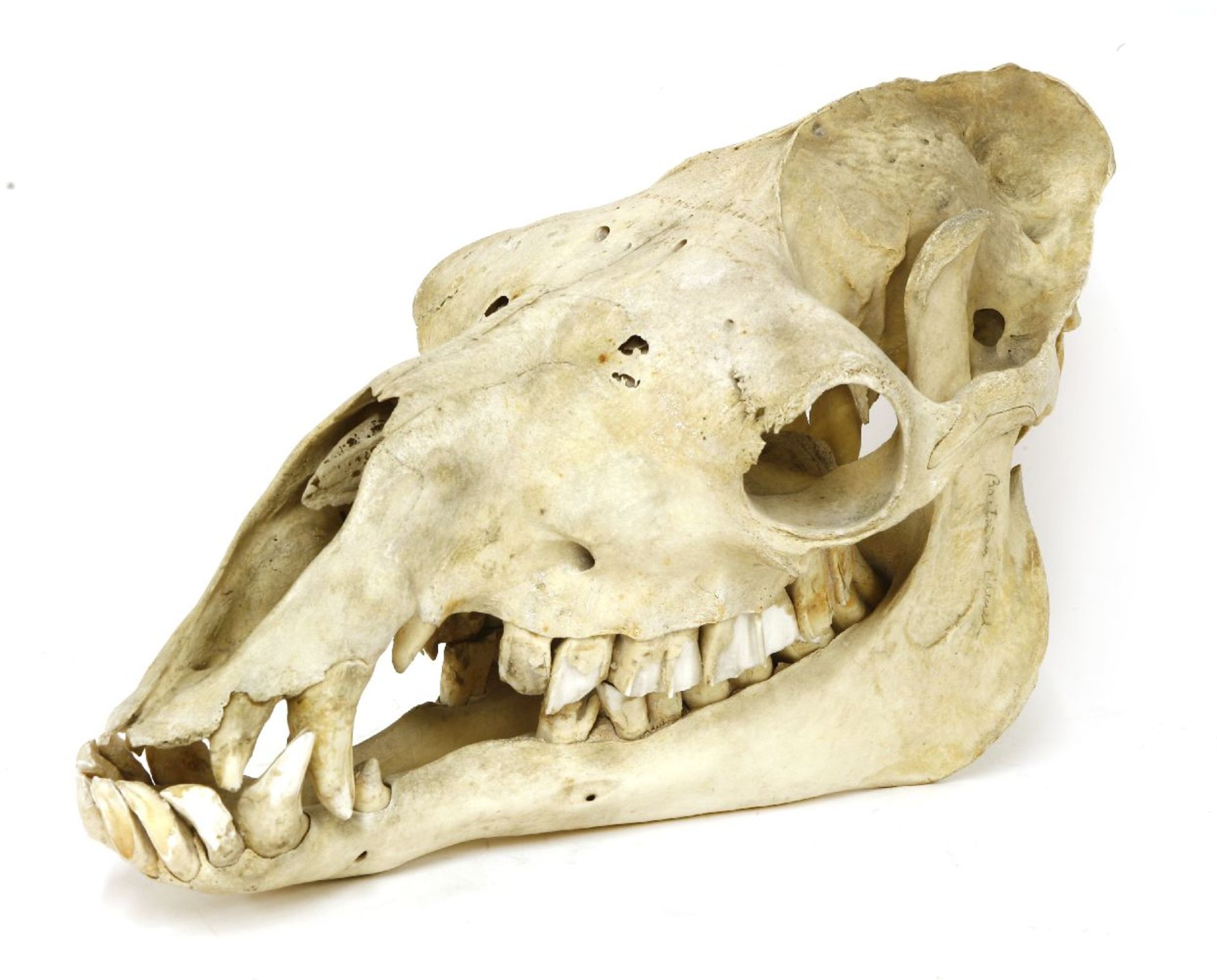 A CAMEL SKULL,19th century, a camel (Camelus bactrianus) skull,47cm long