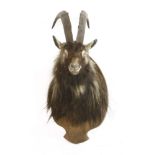 A BLACK GOAT HEAD MOUNT,late 20th century, a taxidermy black goat head mount, 85cm high